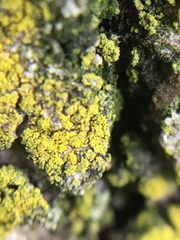 Lecanoromycetes