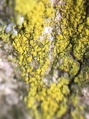 Lecanoromycetes