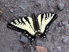 Papilio canadensis × glaucus