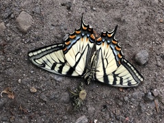 Papilio canadensis × glaucus
