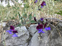 Lathyrus odoratus