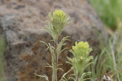 Castilleja pilosa pilosa