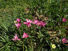 Hesperantha pauciflora
