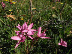 Hesperantha pauciflora