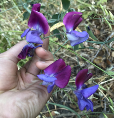 Lathyrus odoratus
