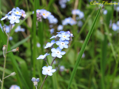 Myosotis laxa