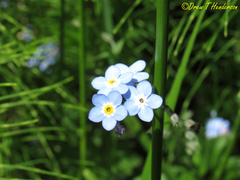 Myosotis laxa
