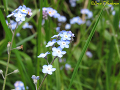 Myosotis laxa