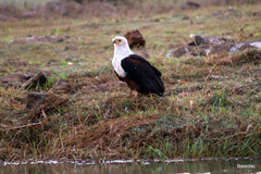 Haliaeetus vocifer