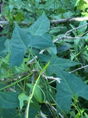 Calystegia marginata