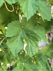 Humulus lupulus