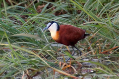 Actophilornis africanus