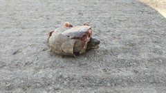 Kinosternon subrubrum hippocrepis