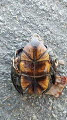 Kinosternon subrubrum hippocrepis