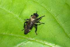 Laphria divisor