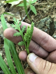 Botrychium matricariifolium