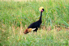 Black Crowned Crane photo 5