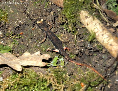 Northern Spectacled Salamander,  Riserva Naturale Macchia di Gattaceca e Macchia del Barco, photo 10 of 10