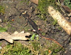 Salamandrina perspicillata