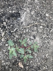 Oxybasis glauca salina