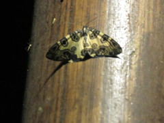 Pantherodes pardalaria