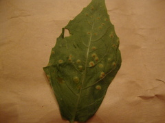 Puccinia circaeae