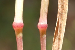 Gastridium phleoides