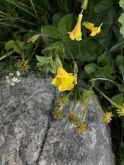 Erythranthe michiganensis