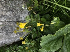 Erythranthe michiganensis