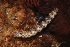 Metalectra quadrisignata