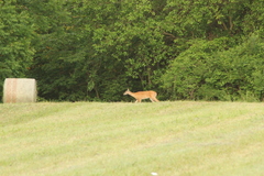 Odocoileus virginianus