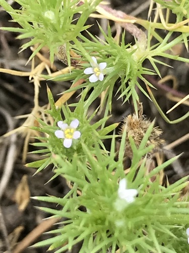 Image of Navarretia saximontana by no rights reserved