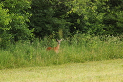 Odocoileus virginianus