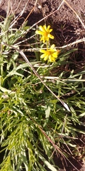 Senecio brigalowensis