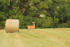 Odocoileus virginianus