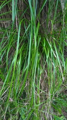 Carex makinoensis