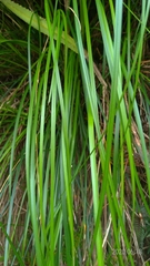Carex makinoensis