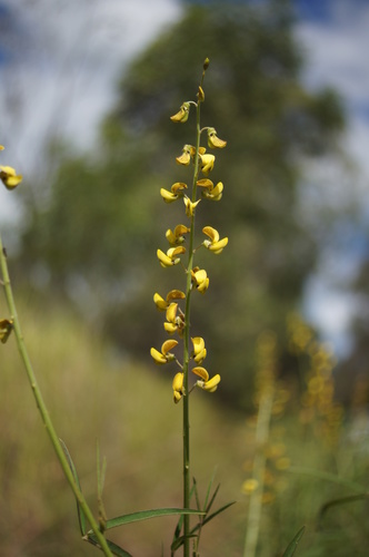 Crotalaria lanceolata