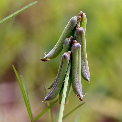 Crotalaria lanceolata