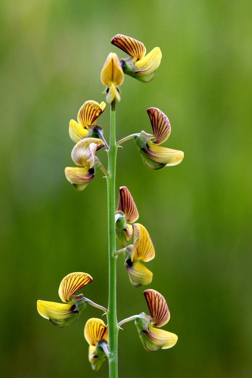 Crotalaria lanceolata