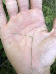 Carex billingsii