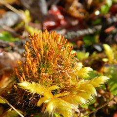 Tetraplodon angustatus