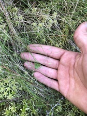 Carex billingsii