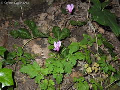 Cyclamen repandum