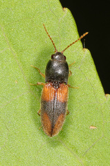 Horistonotus curiatus