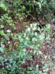Azara integrifolia
