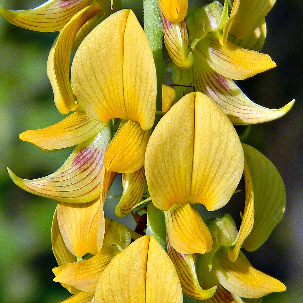 Crotalaria pallida