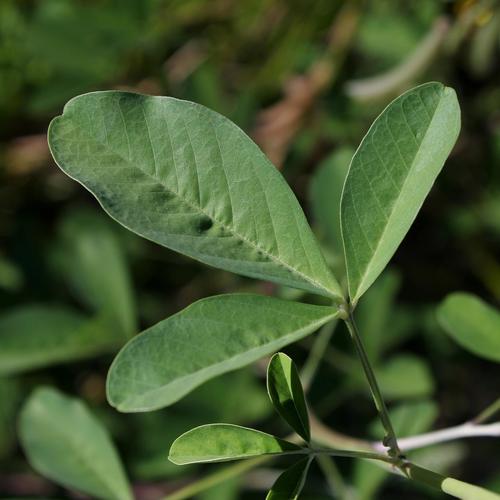 Crotalaria pallida