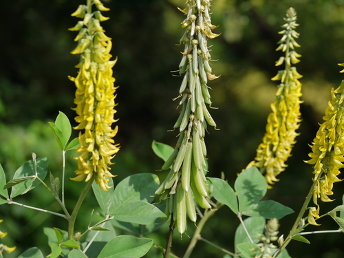 Crotalaria pallida