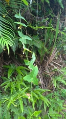 Solena amplexicaulis